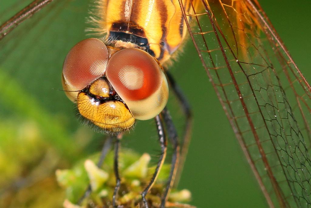 蜻蜓和豆娘的眼睛的区别,蜻蜓和豆娘的眼睛区别
