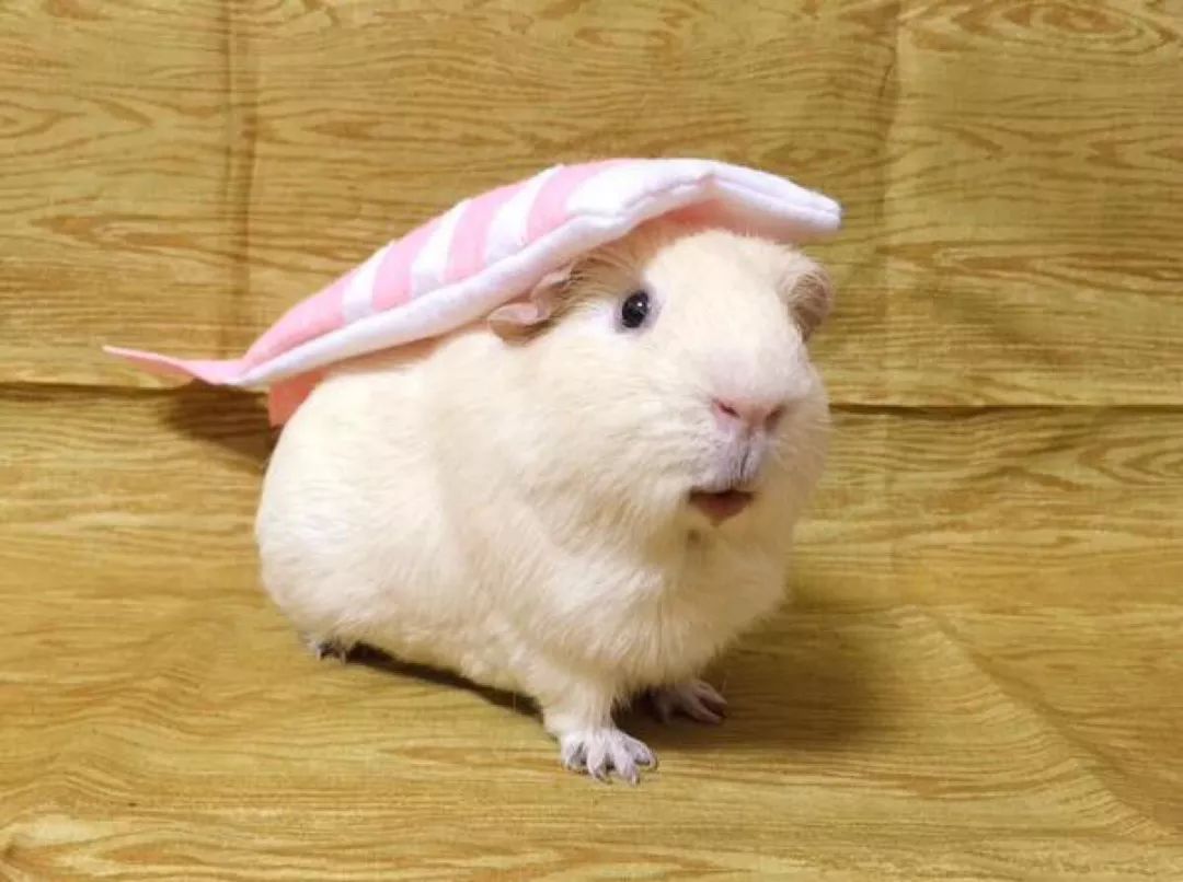 吃豚鼠、擦豚鼠、拿豚鼠通灵、把豚鼠当货币。豚鼠：我太难了