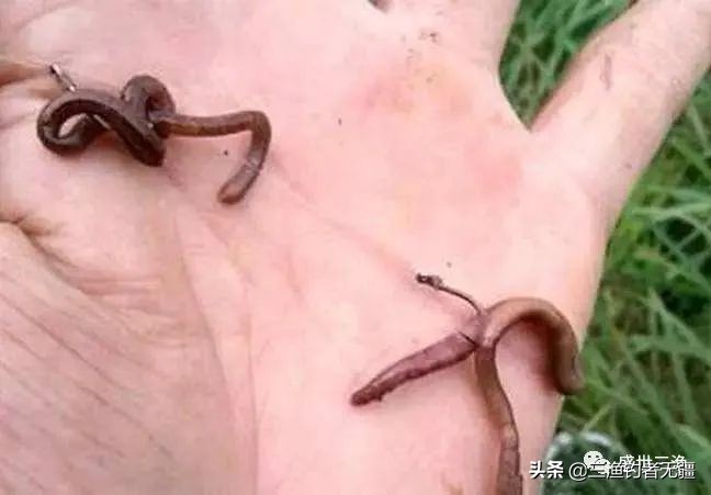 钓大鳊鱼小鳊鱼闹窝怎么办,钓鳊鱼技巧大全以及鳊鱼的介绍