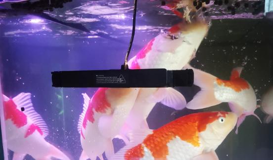 买观赏鱼需要注意什么,买小型观赏鱼要注意什么