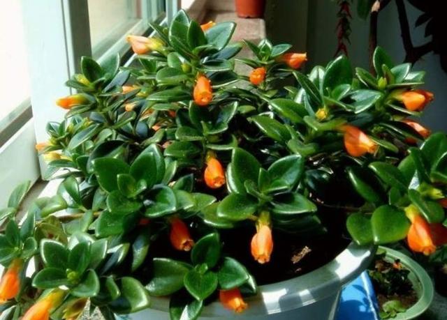 金鱼吊兰开的花最好看,金鱼吊兰开花图片