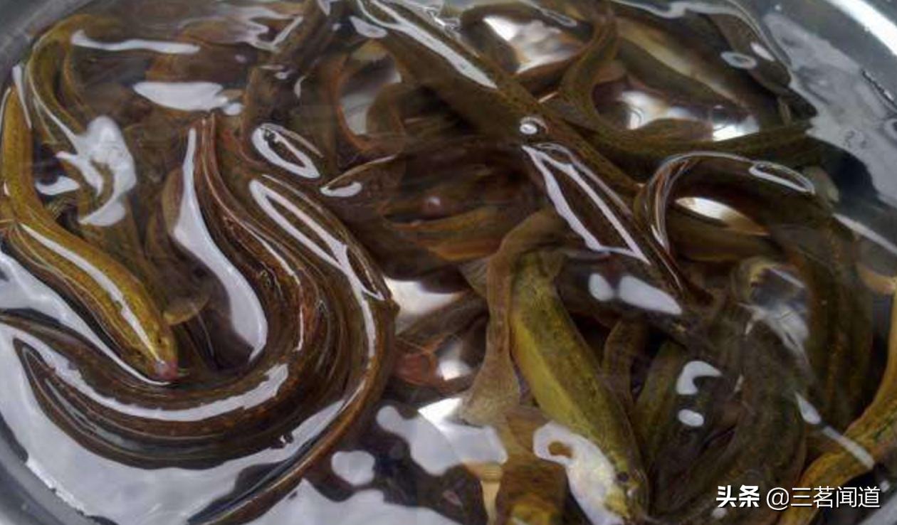 野生黄鼠狼,在东北最不能惹的动物就是黄鼠狼