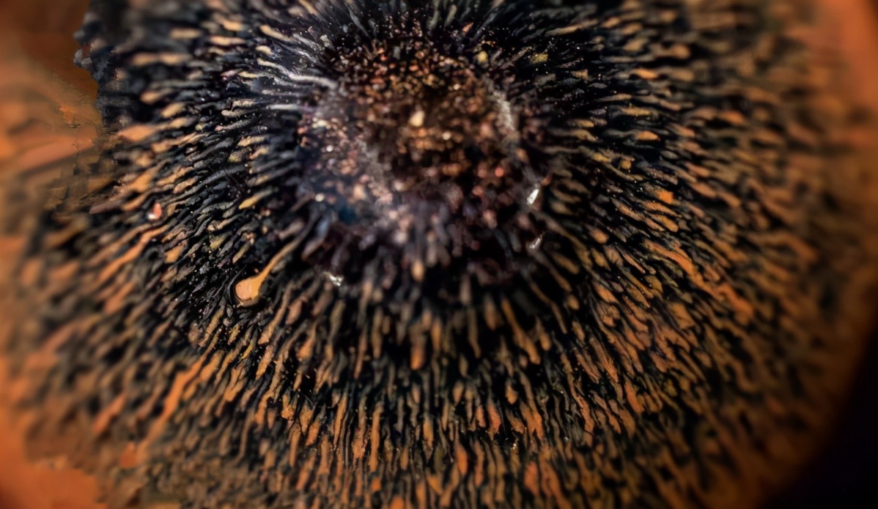 南宋兔毫盏银兔毫,兔毫建盏近年拍卖记录