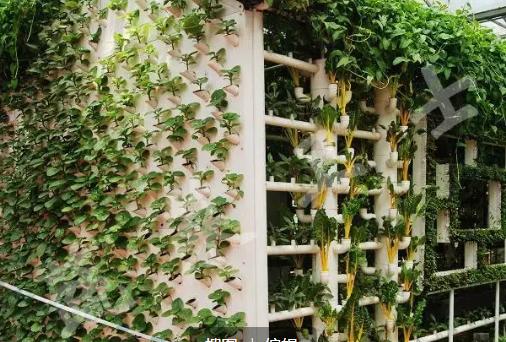 西红柿无土栽培技术,无土栽培分为哪两类