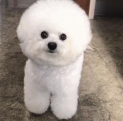 为什么都不建议养比熊狗,比熊不想养了怎么办