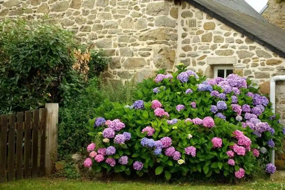 这“38种花”，当你开始收集品种时，你已入坑颇深