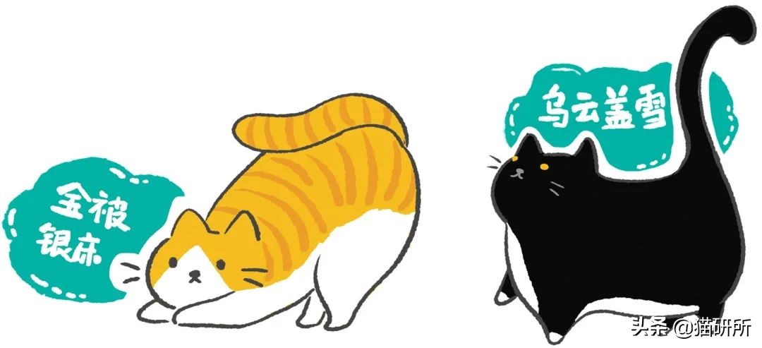 各种花色的猫在古代怎么称呼,猫咪在古代有哪些称呼呢