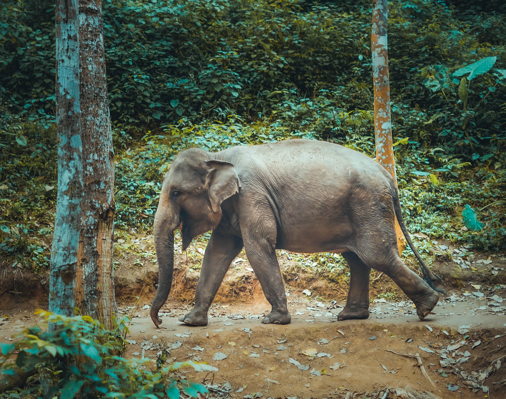 云南大理丽江西双版纳十日游攻略,云南西双版纳深度攻略