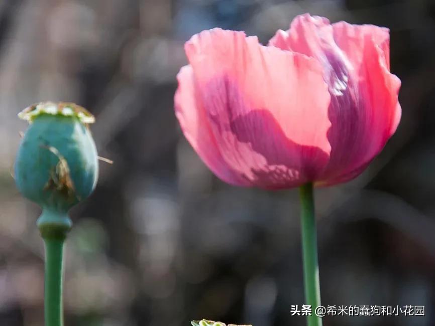 这几种花不仅美艳，还可以食用！学习李子柒把鲜花做成精美菜肴