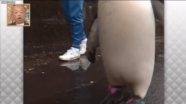 去世的企鹅复活,死去的企鹅