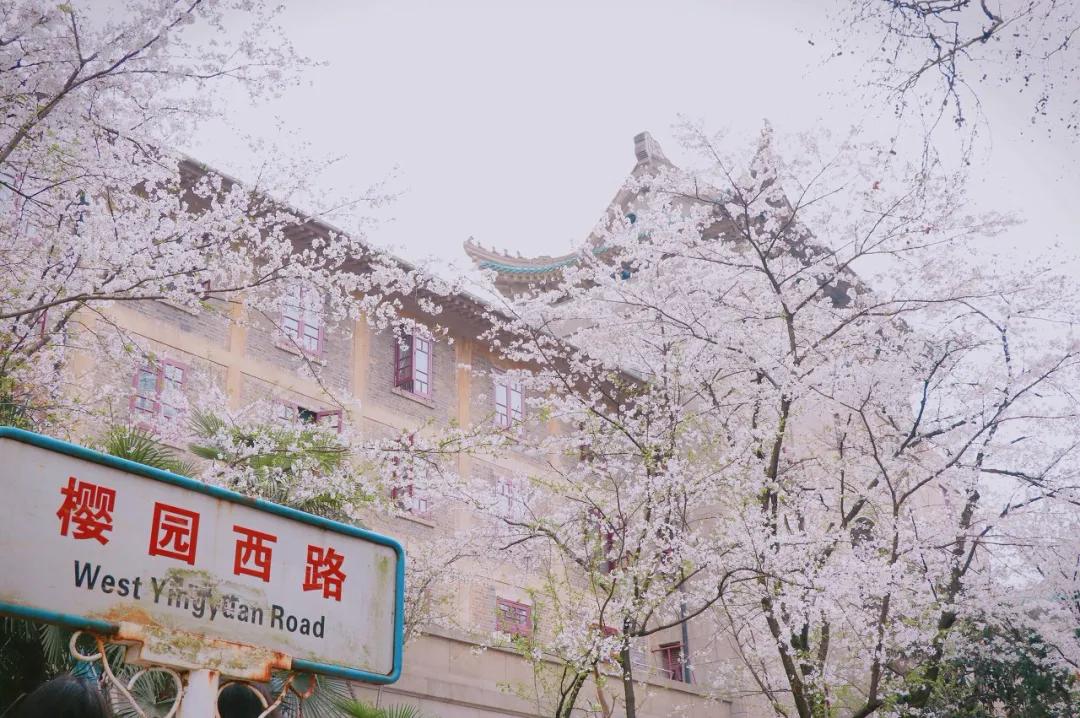 武汉开学震撼画面,夏季的武汉大学风景