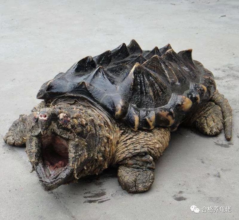 每周一龟｜美洲暴君：真鳄龟