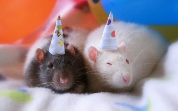 弱体质的仓鼠和正常鼠有什么区别,鼠类为什么仓鼠可以当宠物