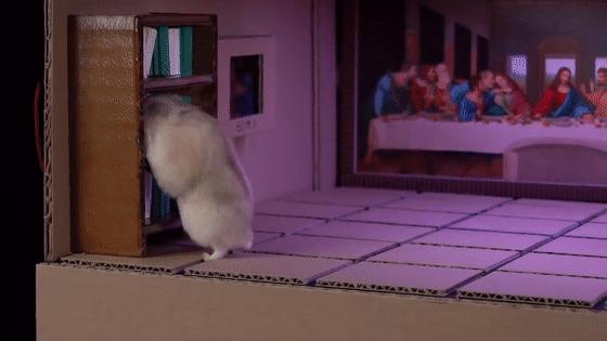 身价300万的仓鼠外网走红！住3层电梯豪宅，丰富娱乐，人不如鼠啊