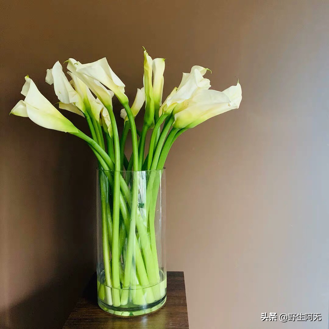 马蹄莲鲜切花焦了的养护方法,彩色马蹄莲刚刚露芽夏天怎么养护