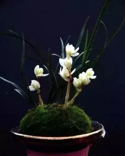 十几万一棵的多肉,50种稀有多肉多少钱一棵