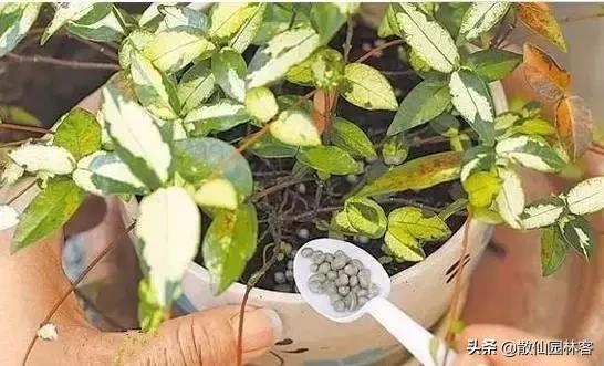 教你一些养花的小技巧大全,养花小诀窍学会了你也是养花高手