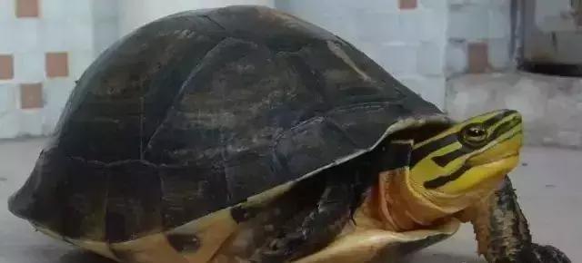 三线闭壳龟和潘氏闭壳龟区别,金头闭壳龟和三线闭壳龟同池