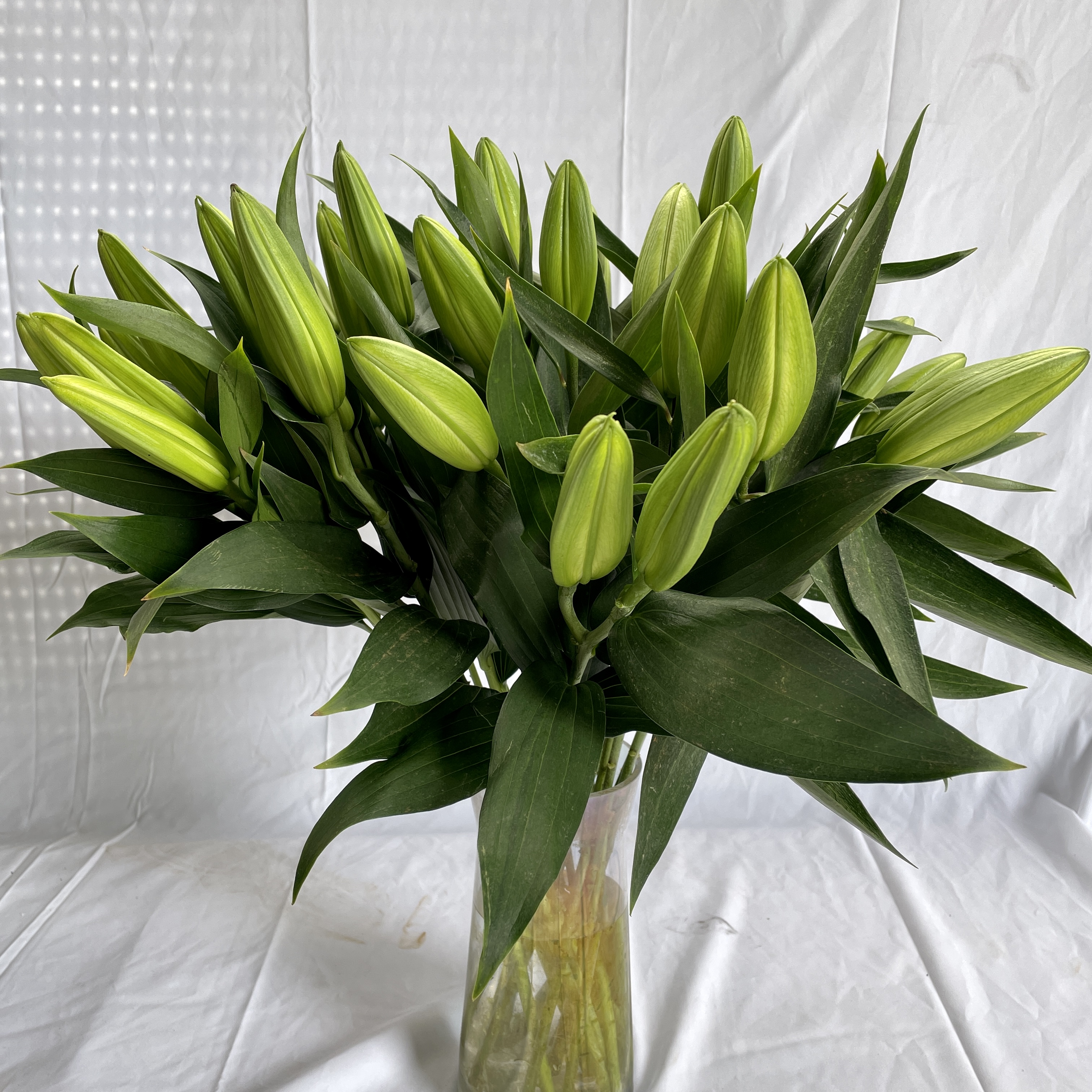 我与鲜花有个约定之百合花篇