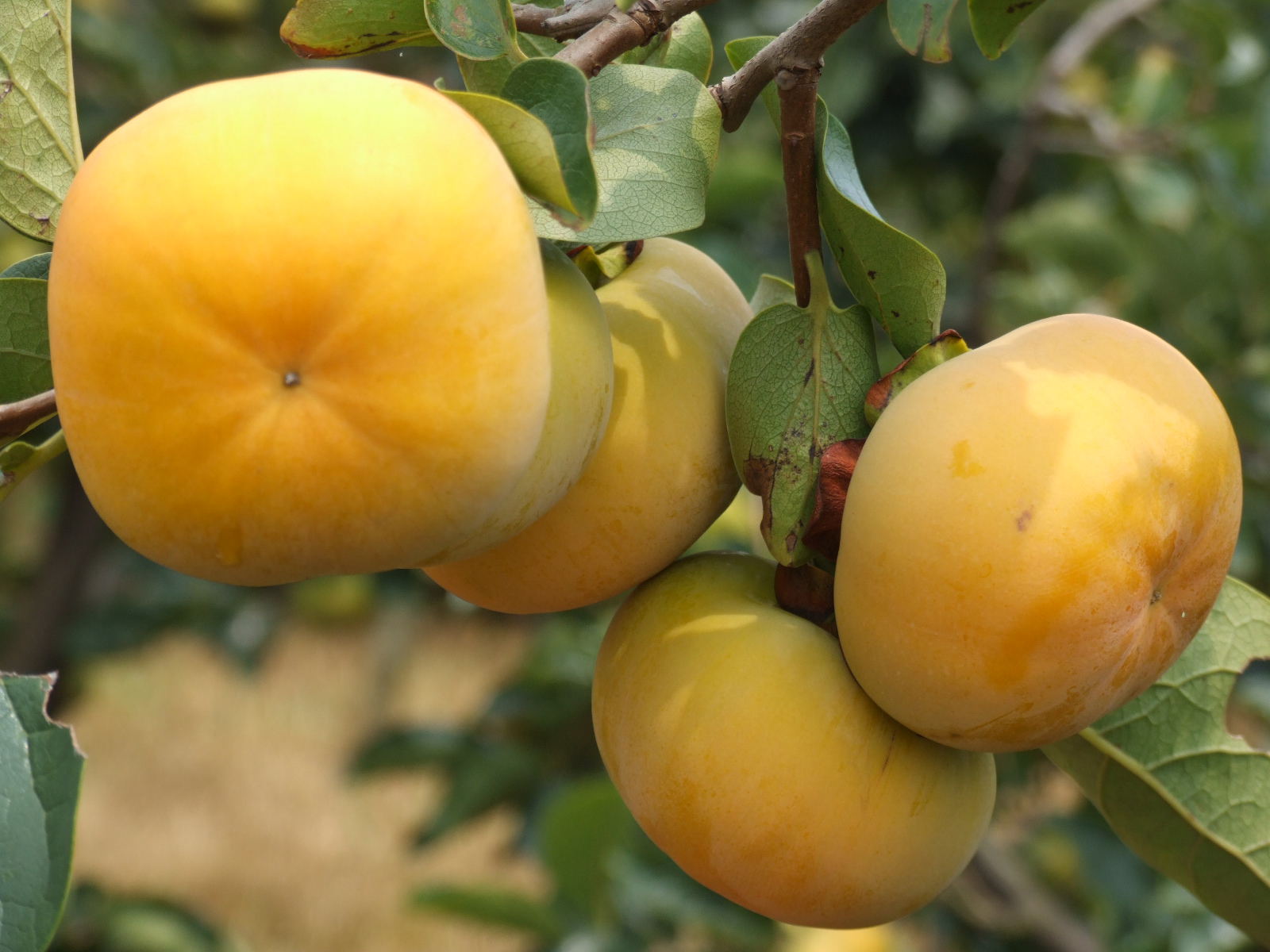 关于昆明市有哪些特产,昆明市云南特产市场