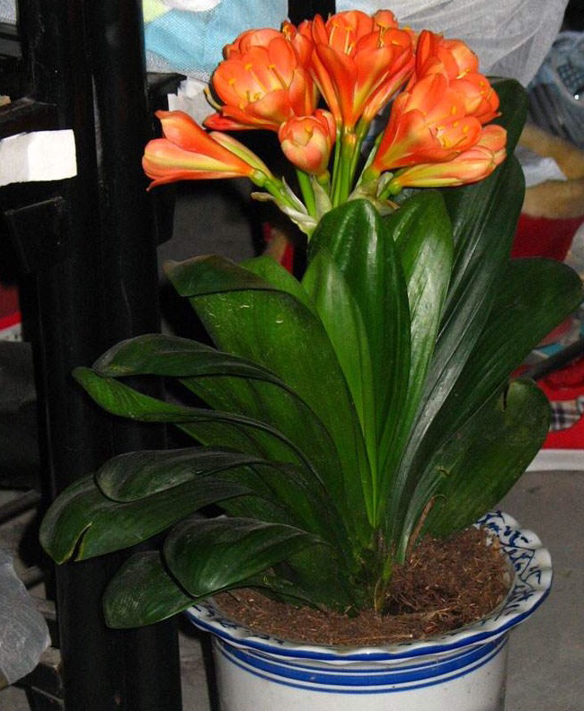 君子兰这样养每年都长得很好,君子兰养一年不开花只需放点它