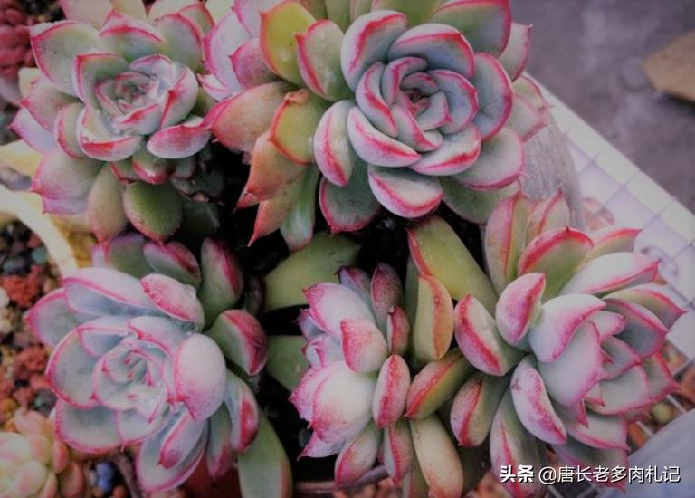 多肉荷花开花是怎么回事,多肉荷花开花时的样子