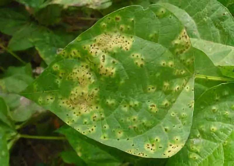 豆角的病虫害防治全过程,现在豆角要防治什么虫