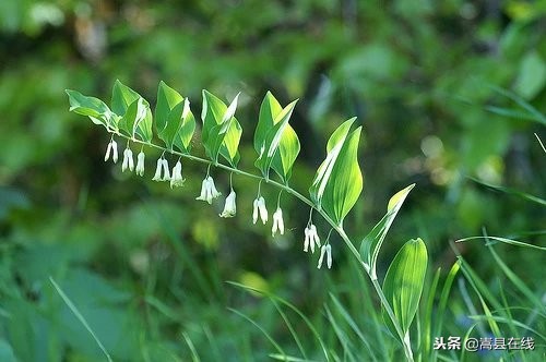 农村身边常见中草药不要错过这些宝贝！