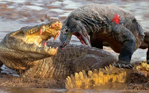 十大恐怖的动物小时候有多可爱,世界上最无所畏惧的动物平头哥