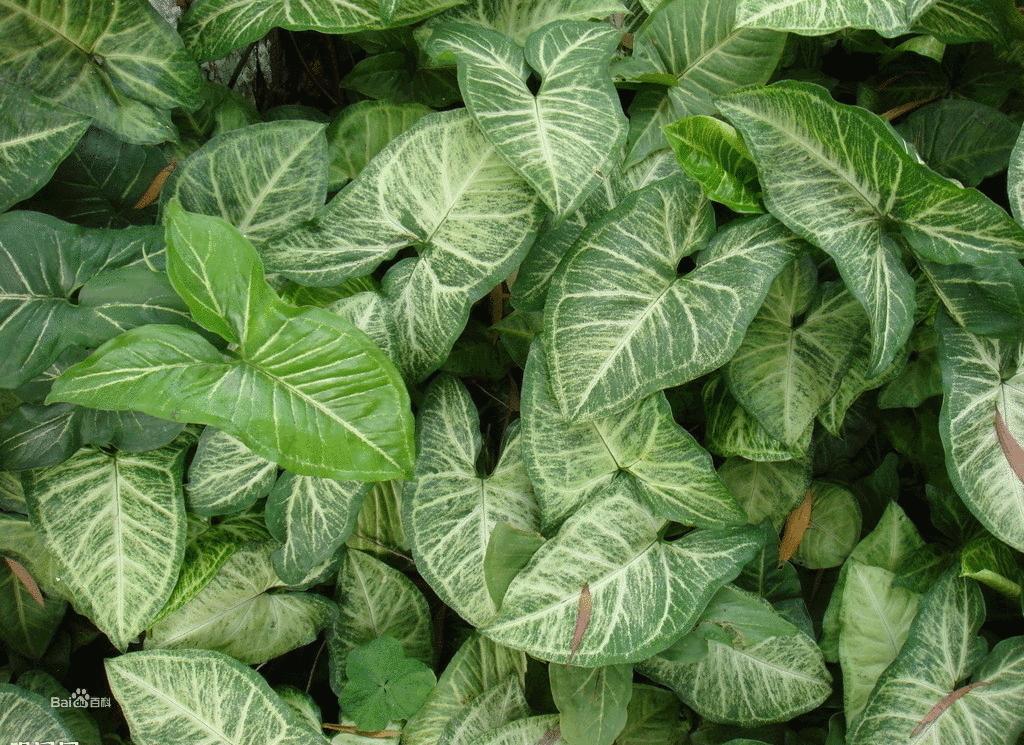 房间里有甲醛用什么植物好,甲醛克星第一名植物