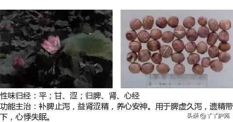 农村身边的中草药主治与功效,中草药全图谱与功效