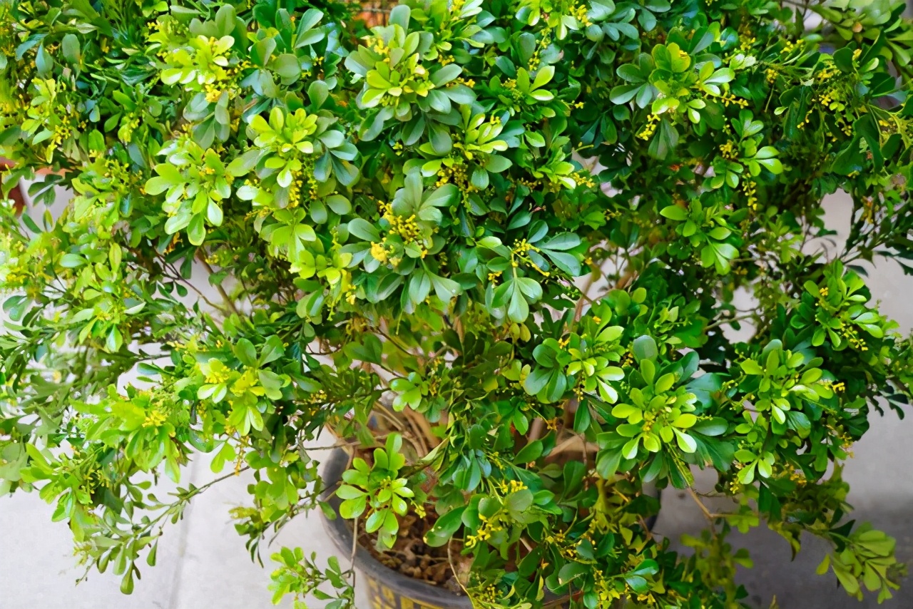 米兰花怎么养才能开得好看,米兰花的种植方法及养护