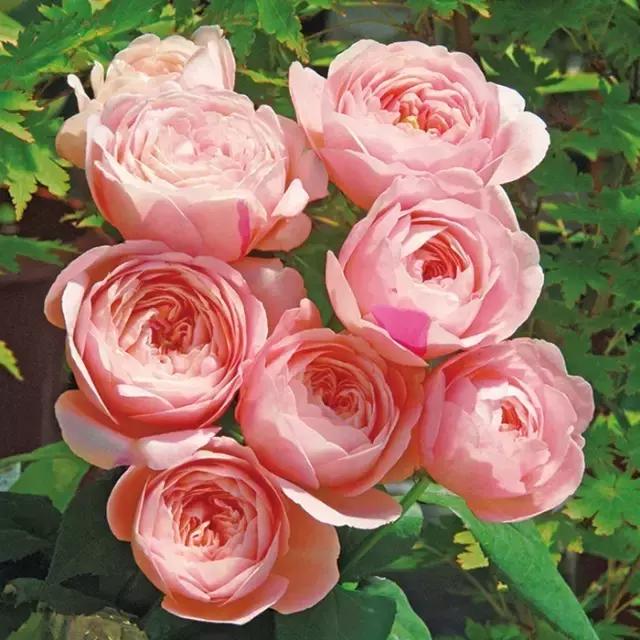 你的名字ost小姐姐,你的名字faded纯音乐版