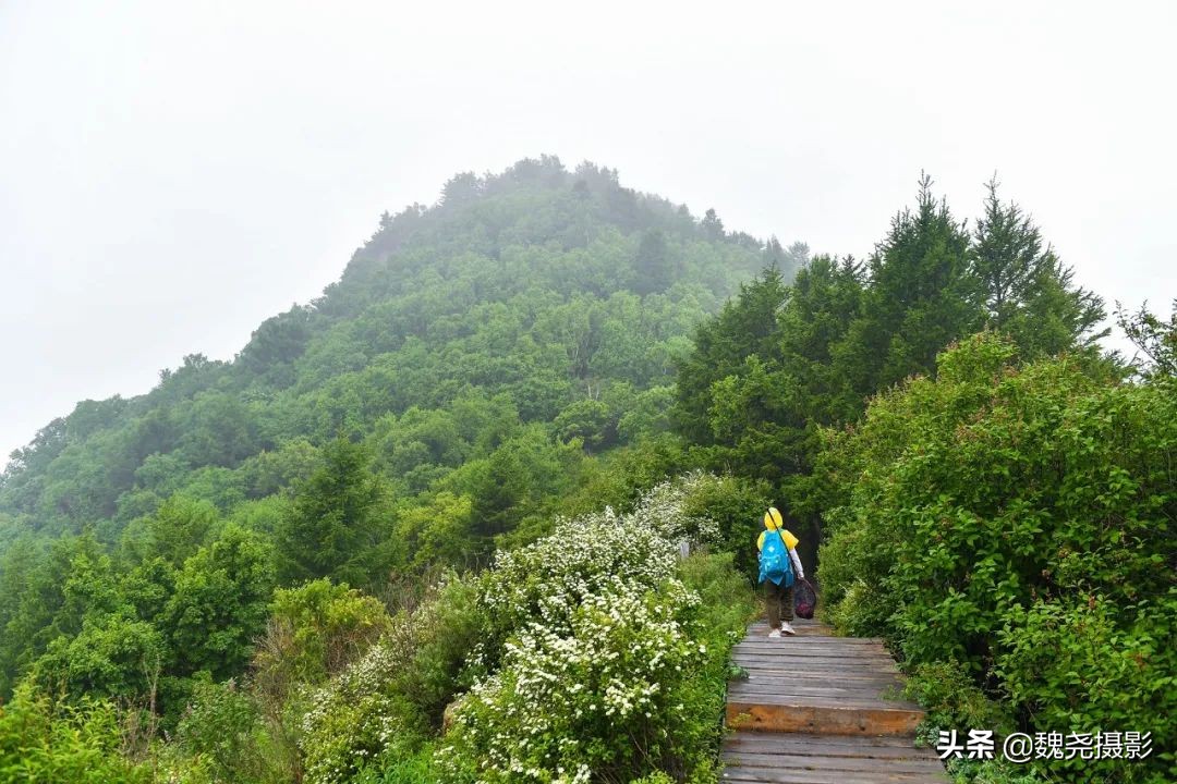 各个季节的野生兰花,北京百花山野生兰花图片