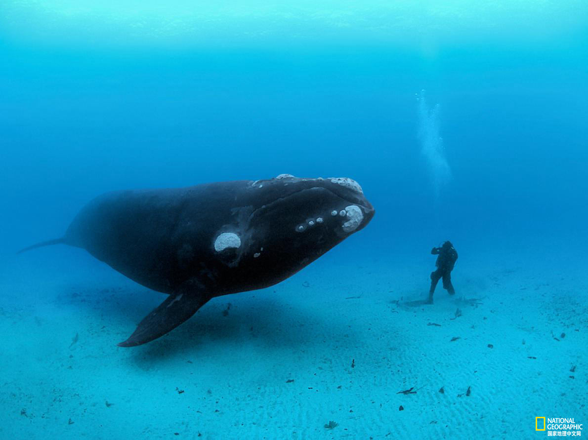 太美了！国家地理王牌摄影师探秘深海世界