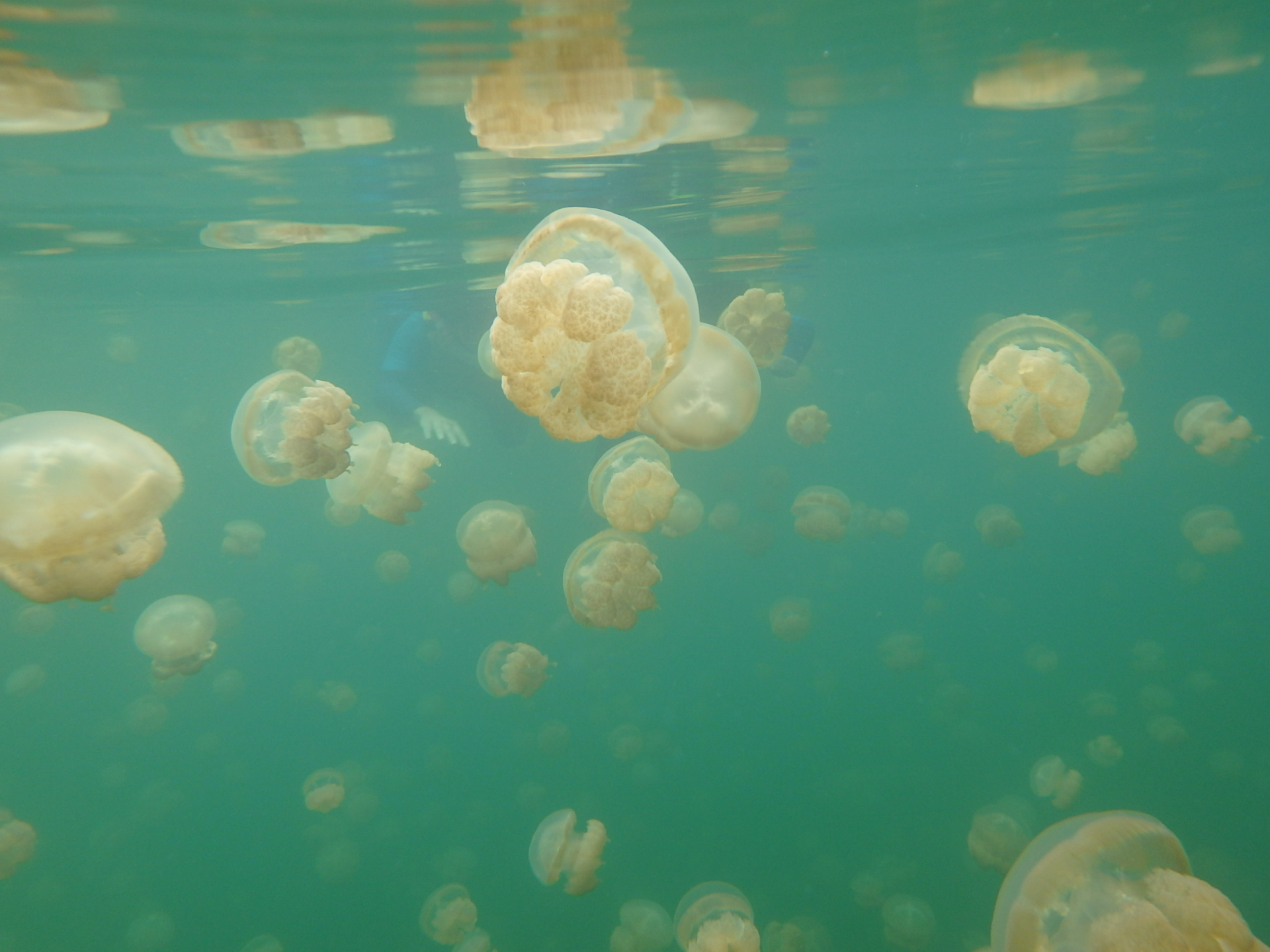 帕劳旅游十大攻略,帕劳上帝的水族箱