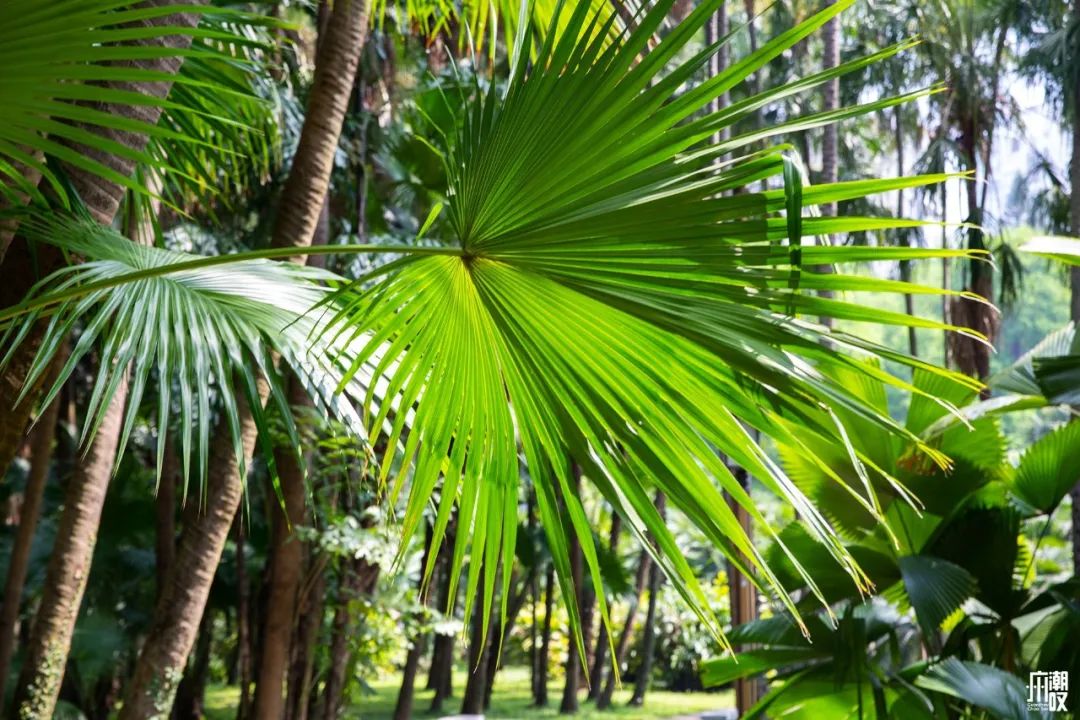 300+万㎡原始森林秘境，天河就有