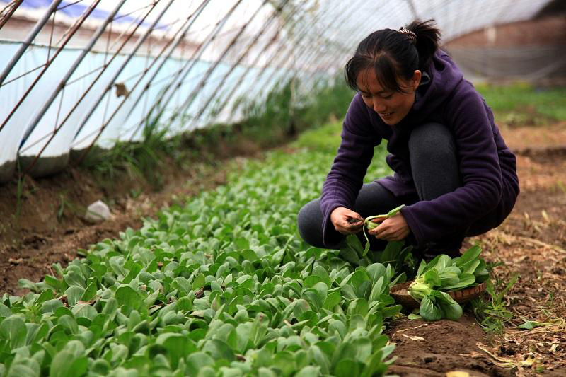 别再上班赚死工资，这5个农村轻资本创业点子，足够翻身赚大钱