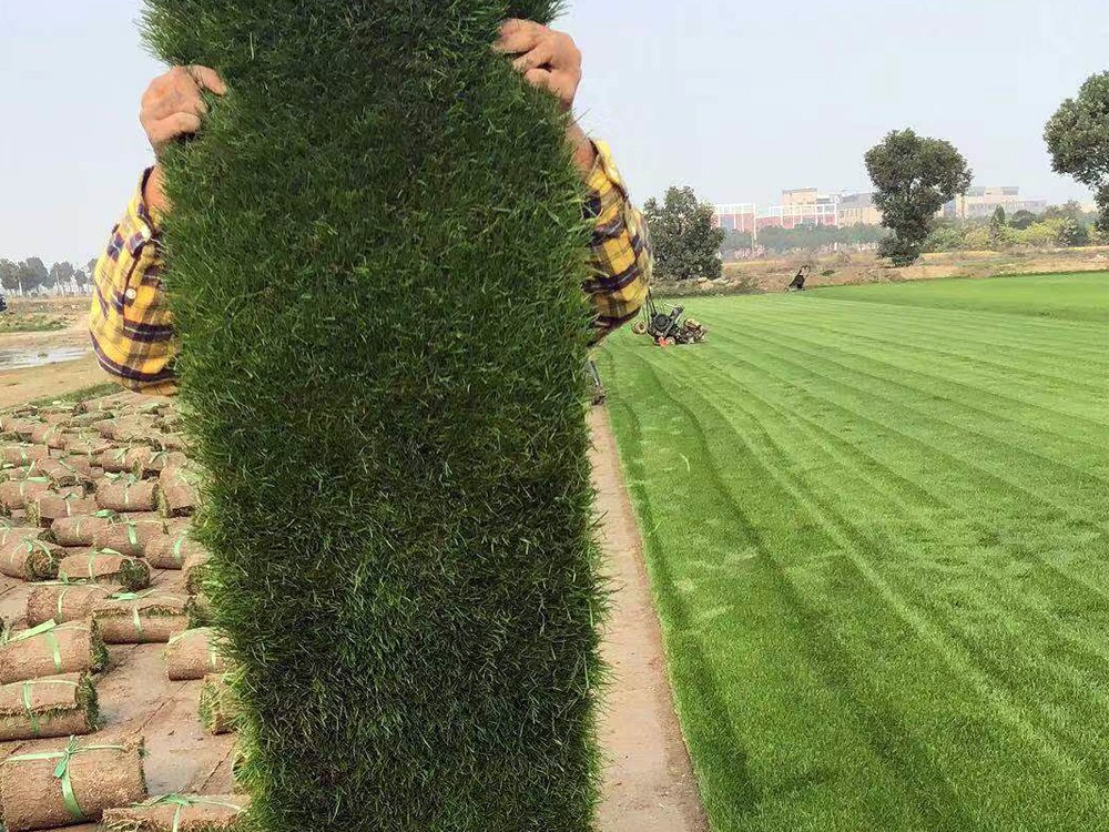 草坪种植技巧,草坪种植技术全过程