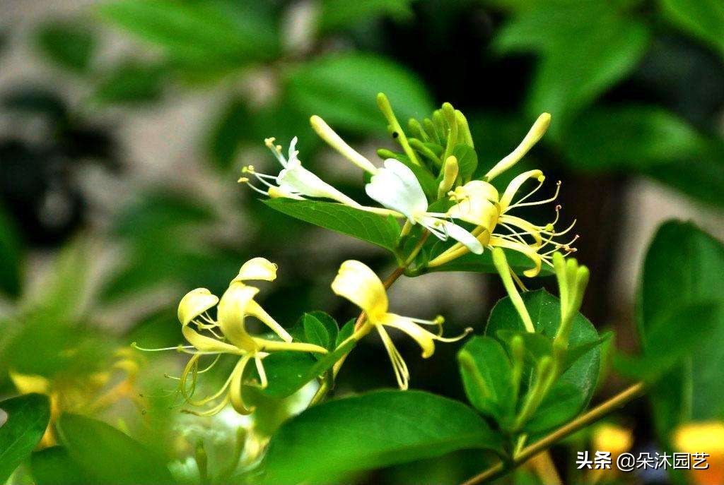 什么花清热去火最快,春天里的这种花清热解毒有奇效