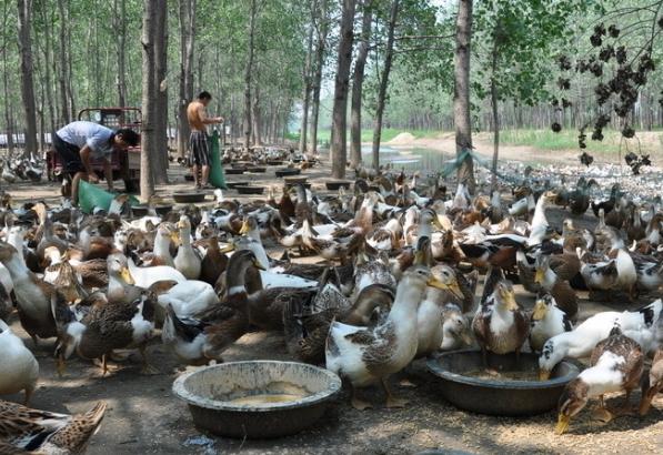 养鸭人必读，鸭传染性浆膜炎的症状及防治