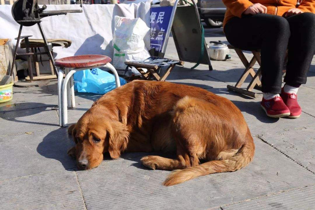 分离焦虑症狗狗止吠训练,狗狗因为分离焦虑症随地大小便