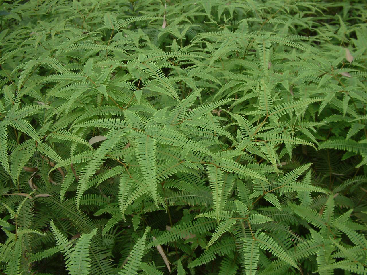 芒萁骨图片,民间中草药芒萁的药用功能