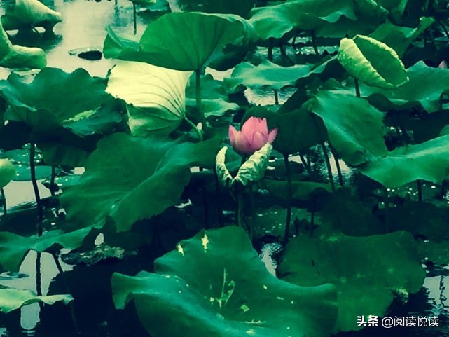 莲真的出淤泥而不染吗,出淤泥而不染的莲图片