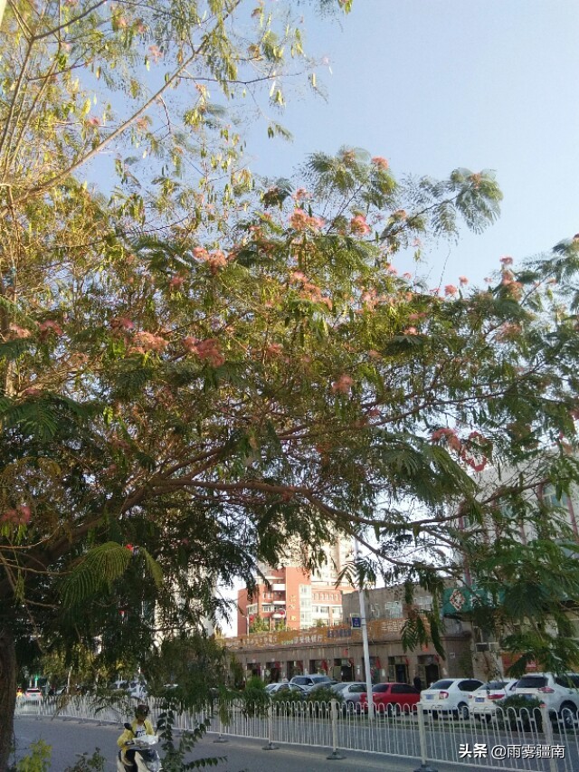 读古诗词，赏阿图什*欢合**花