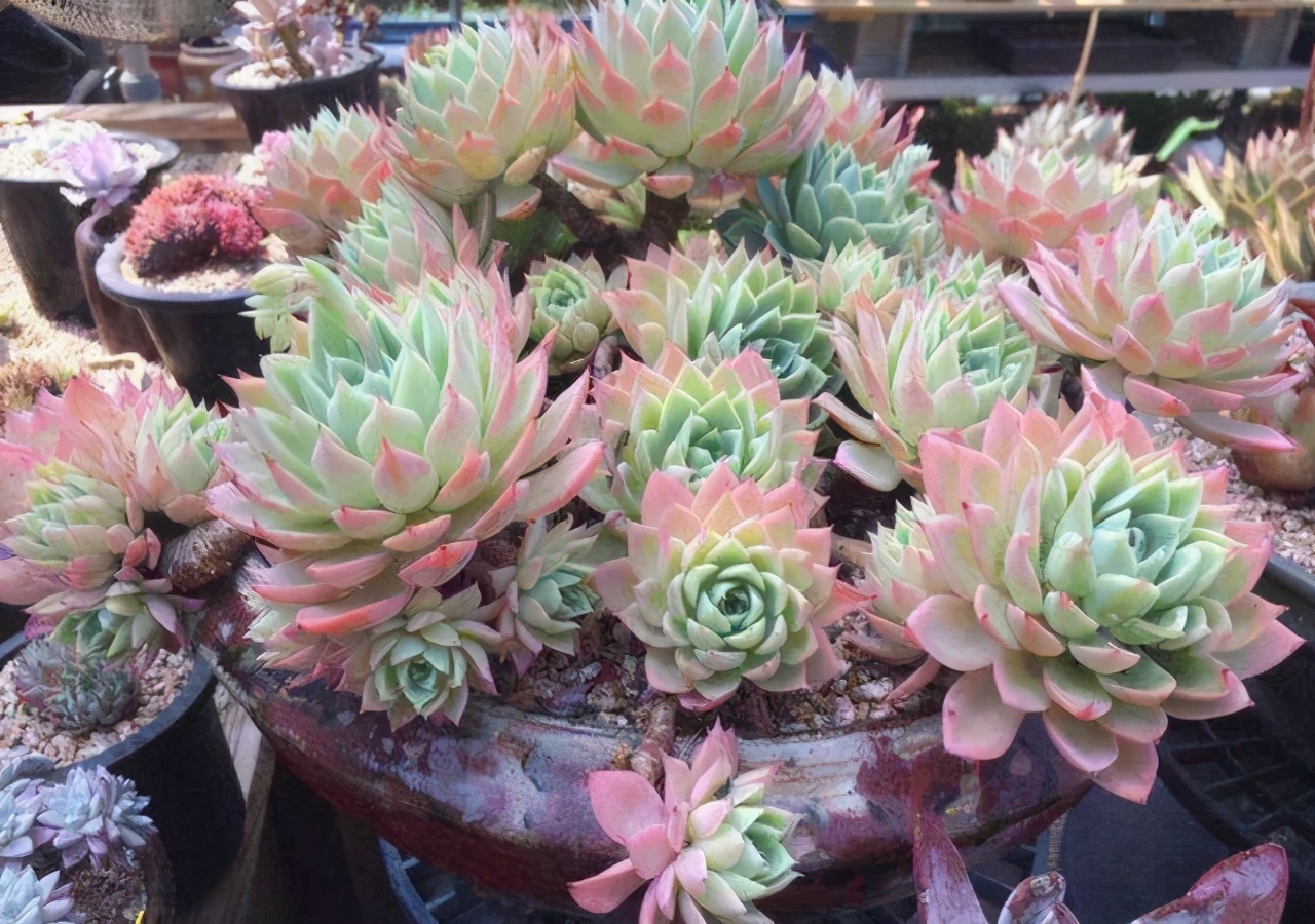 超全多肉术语42种多肉入门术语图文详解让你一文搞懂多肉术语