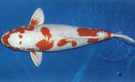 养观赏鱼小知识大全,养观赏鱼知识大全