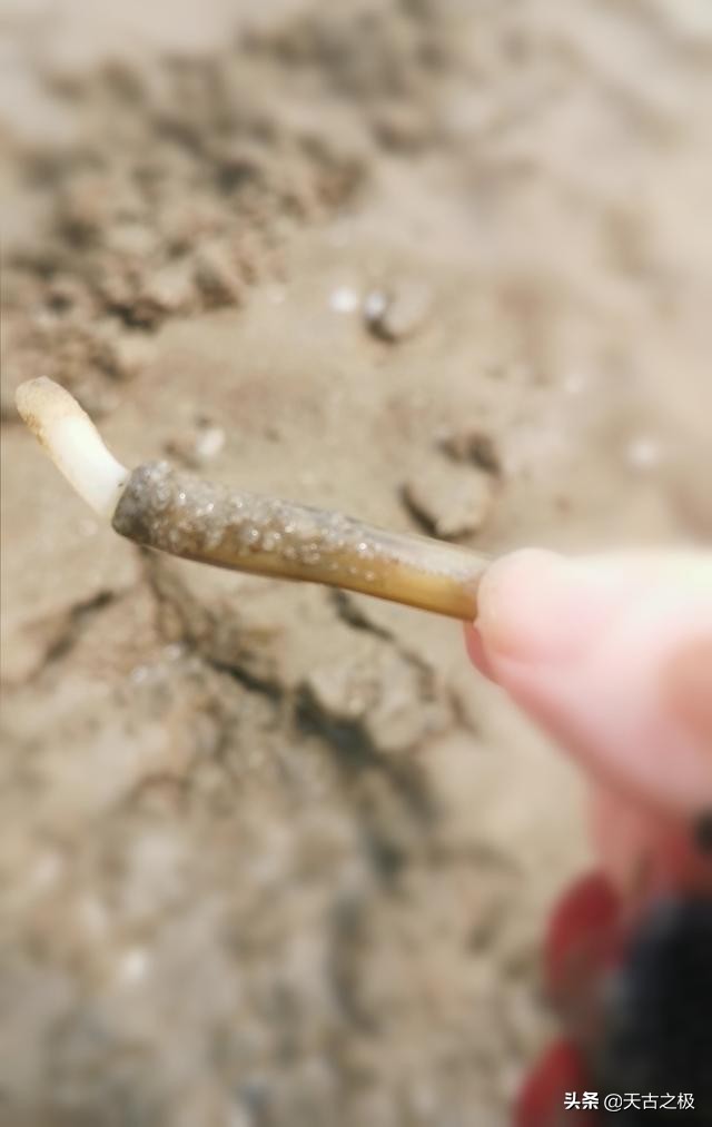 青岛赶海旅游攻略必去景点,青岛哪里有好玩的沙滩能赶海