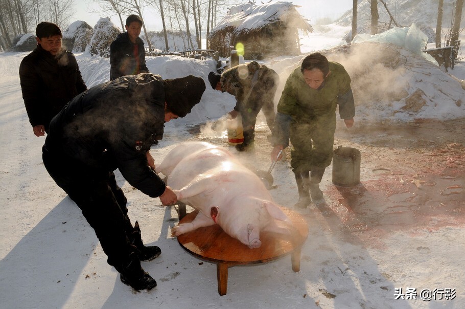 南方人感受东北杀年猪,冰天雪地杀年猪热气腾腾东北味