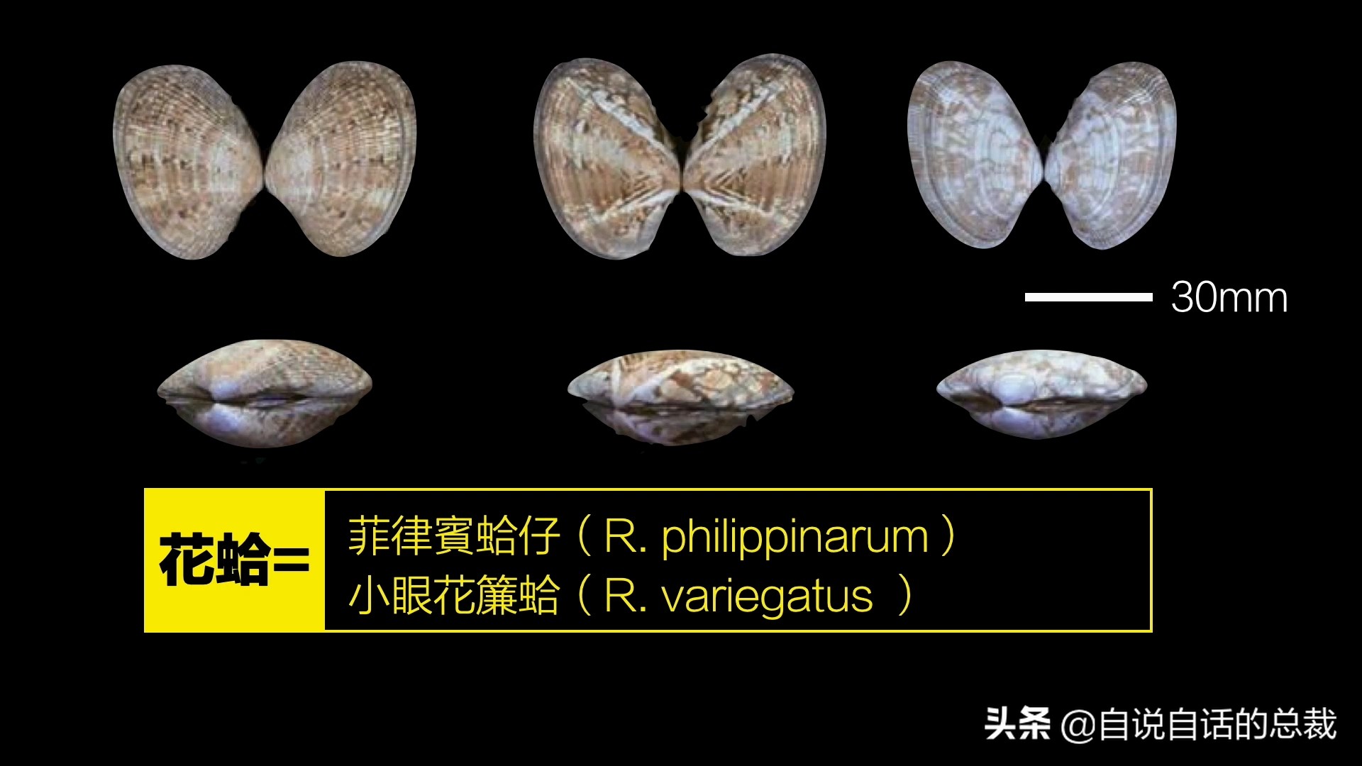 蚬蚌蛏的区别是什么,蚶子蛤蜊蚬子区别